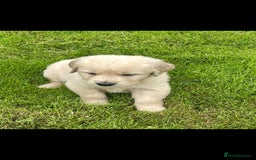 Golden Retriever dogs for sale: Golden retriever puppies  - Image 2