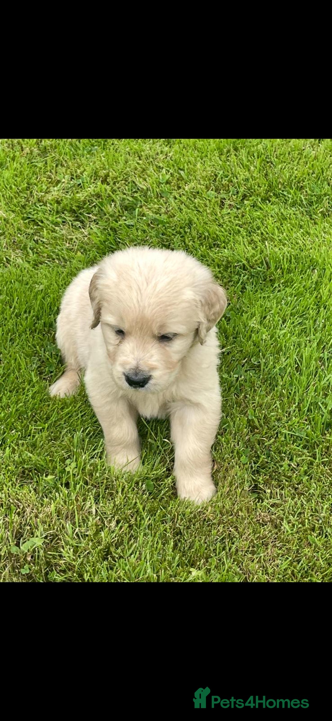 Golden Retriever dogs for sale: Golden retriever puppies  - Image 2