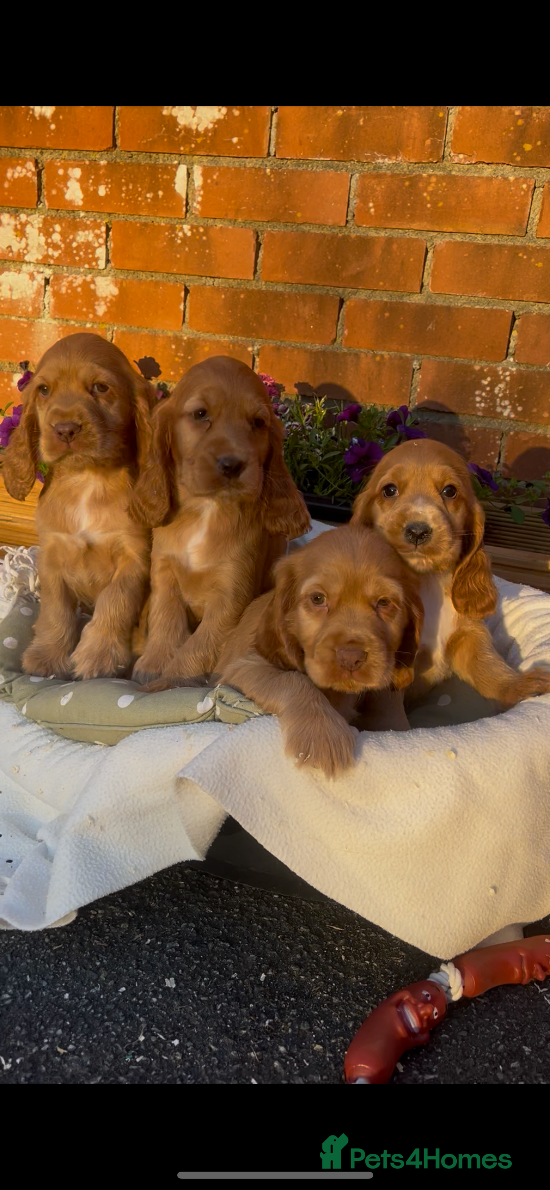 Cocker Spaniel dogs for sale: 🌟Gorgeous 100% show type cocker spaniel puppies🌟 - Image 16