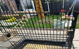 Budgerigars birds for sale: Male and Female Budgies with Cage and Accessories  - Image 6