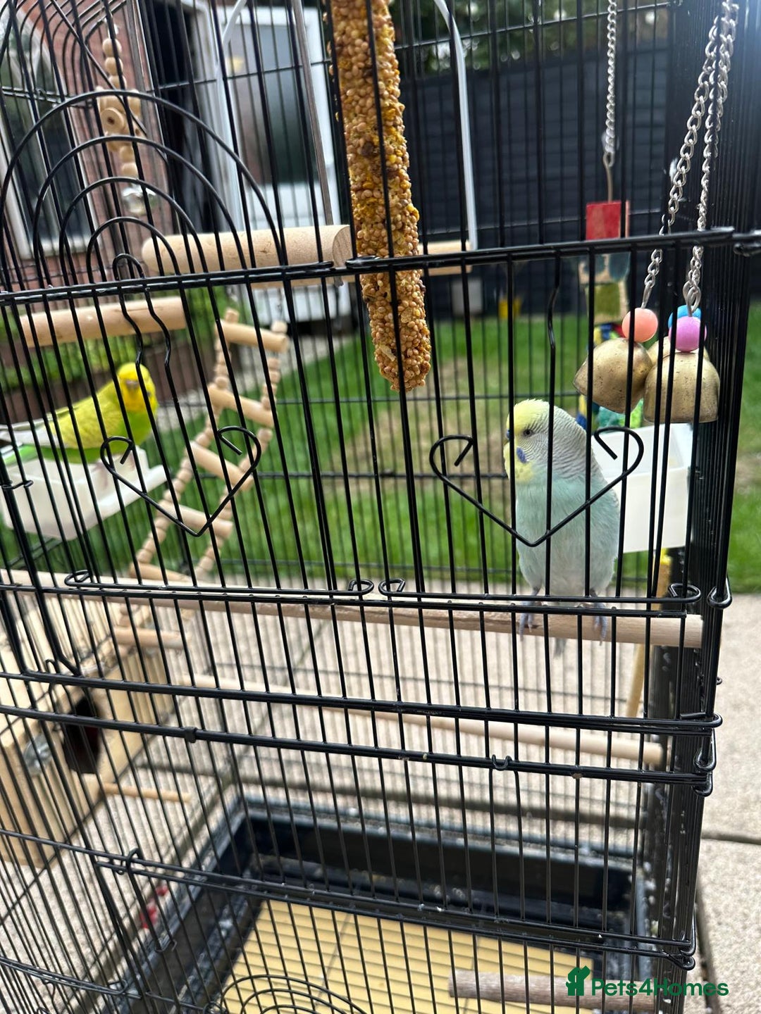 Budgerigars birds for sale: Male and Female Budgies with Cage and Accessories  - Image 6