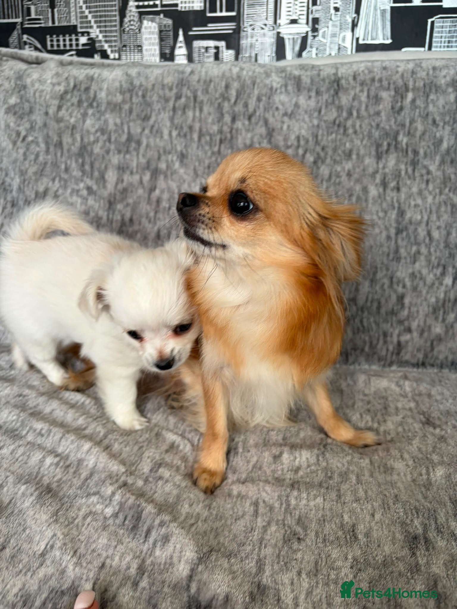 Chihuahua dogs Chihuahua long hair - Advert 1
