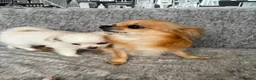 Chihuahua dogs for sale: Chihuahua long hair - Advert 1