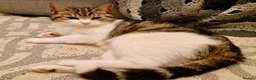 Domestic Shorthair cats for adoption: Cheddar & Brie, 4 month old kitten pair - Advert 2