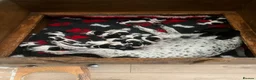 Pointer dogs for sale: English Pointers for sale  - Advert 3