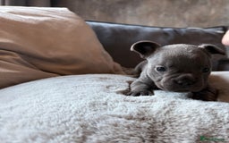 French Bulldog dogs for sale: Beautiful litter of Frenchies - Image 3