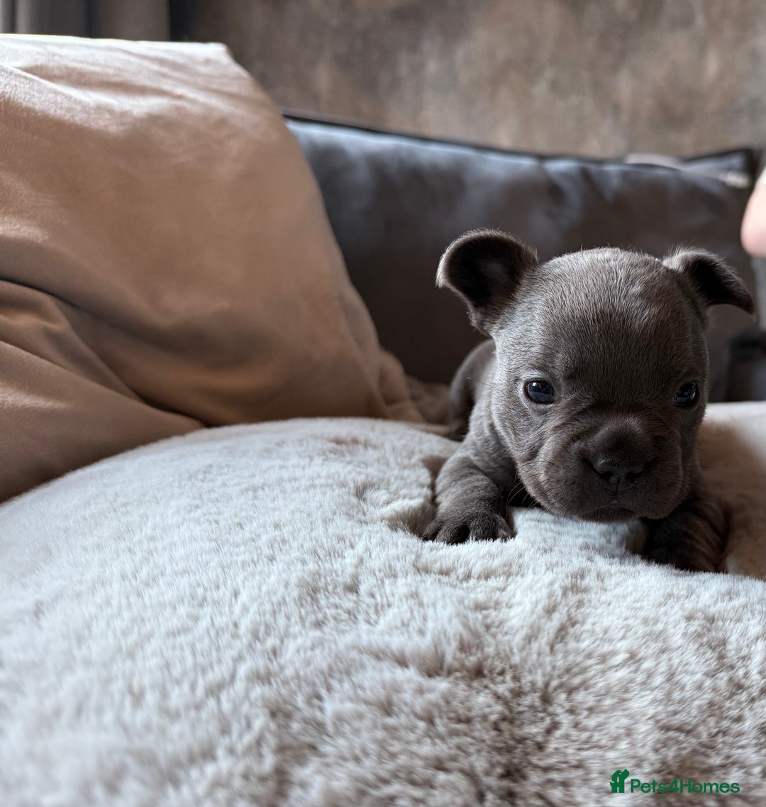 French Bulldog dogs for sale: Beautiful litter of Frenchies - Image 3