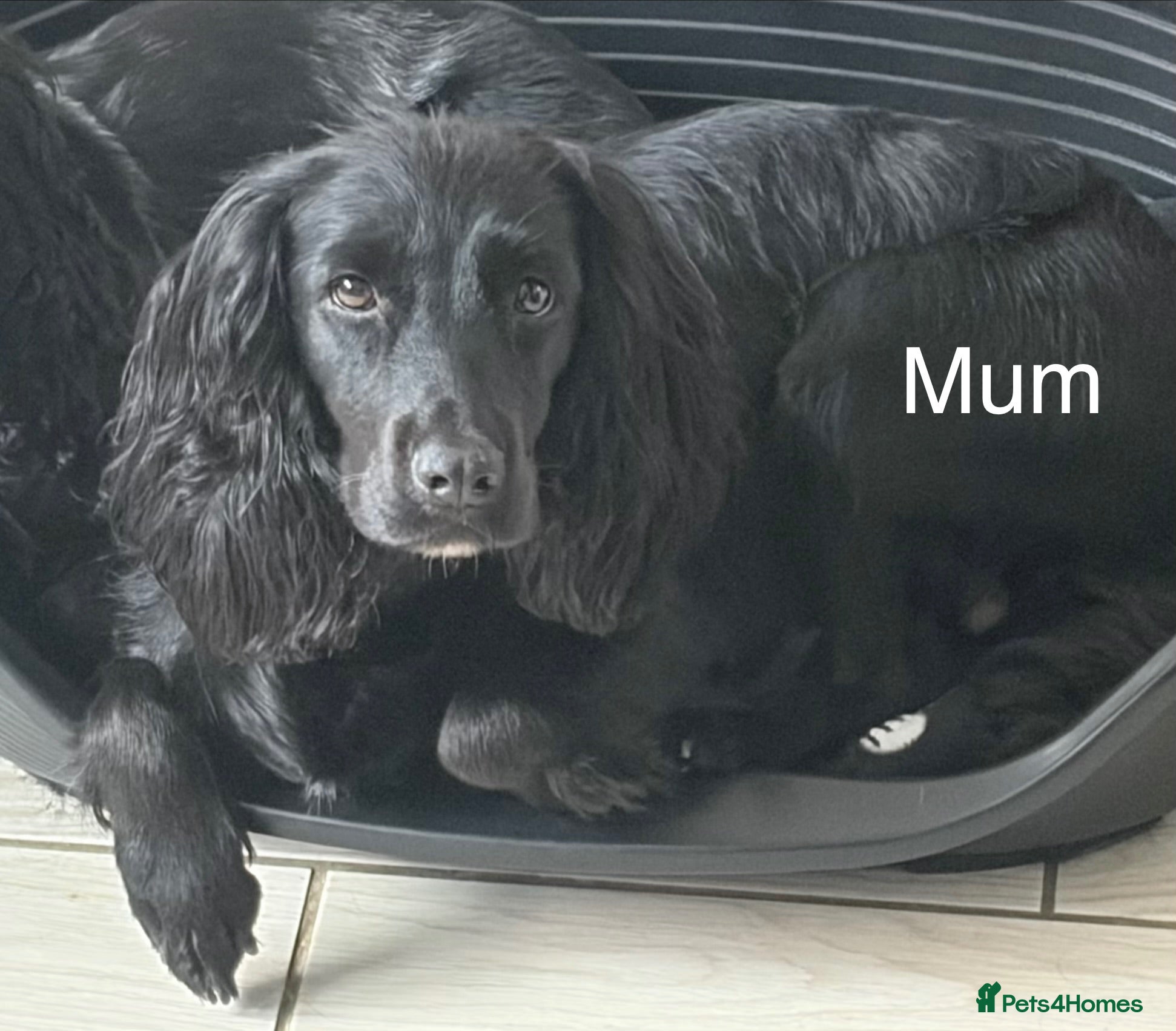 Cocker Spaniel dogs Working KC Registered Cocker Spaniel Pups. - Advert 1