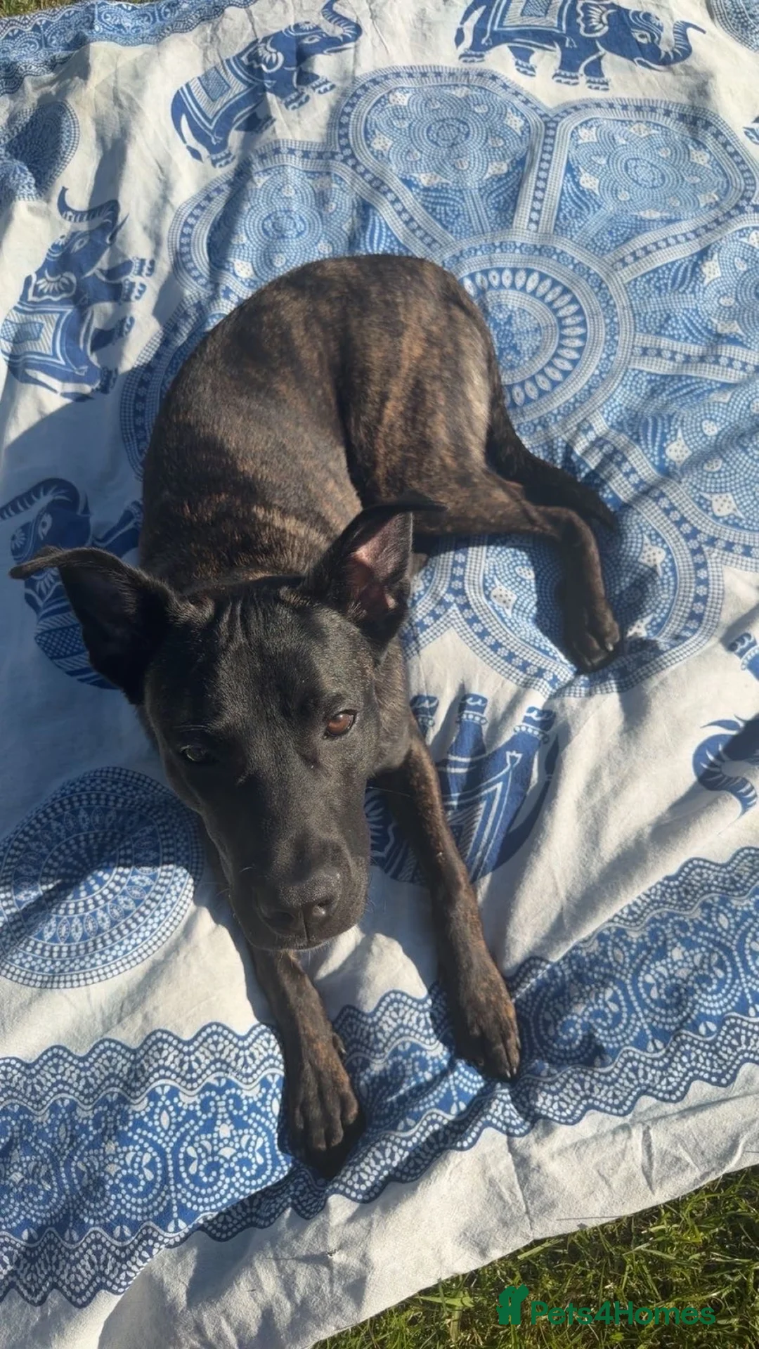 Mixed Breed dogs for sale: Mr Zeus in Birmingham - Advert 7