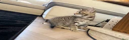 Bengal cats for sale: Beautiful x bengals ready to be rehomed - Advert 11