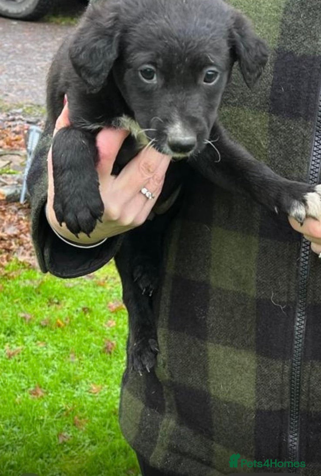 Border Collie dogs for sale: 🐶3 Female Border Collie Pups 🐶  - Advert 5