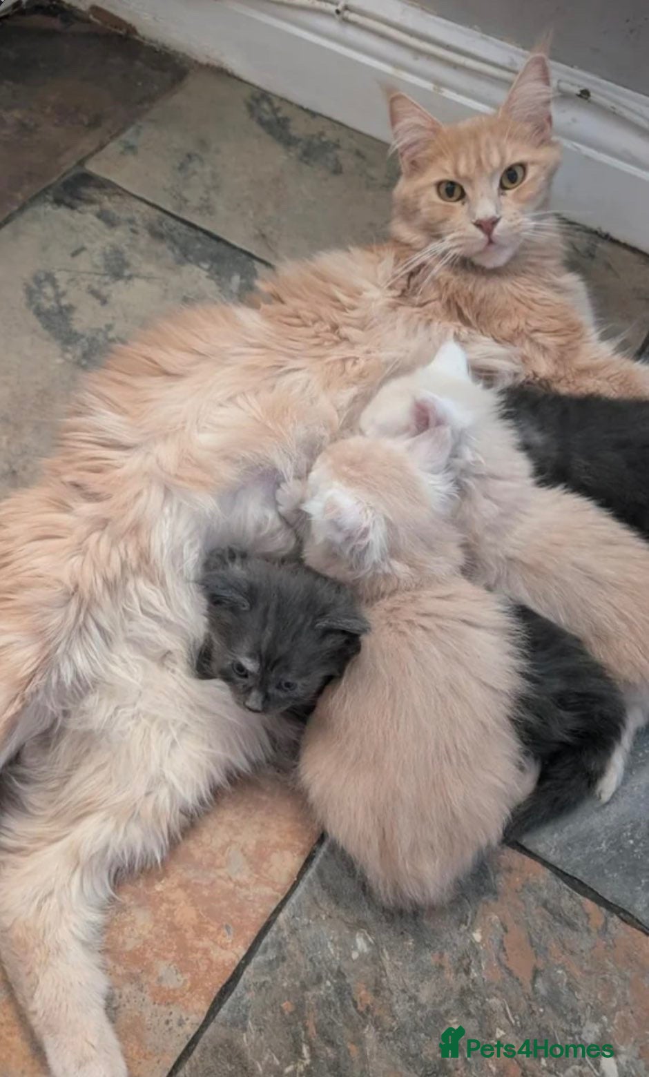 Maine Coon cats Maine Coon Kittens - Advert 2