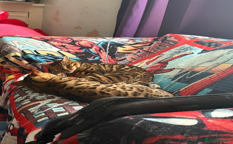 Bengal cats - Advert 4