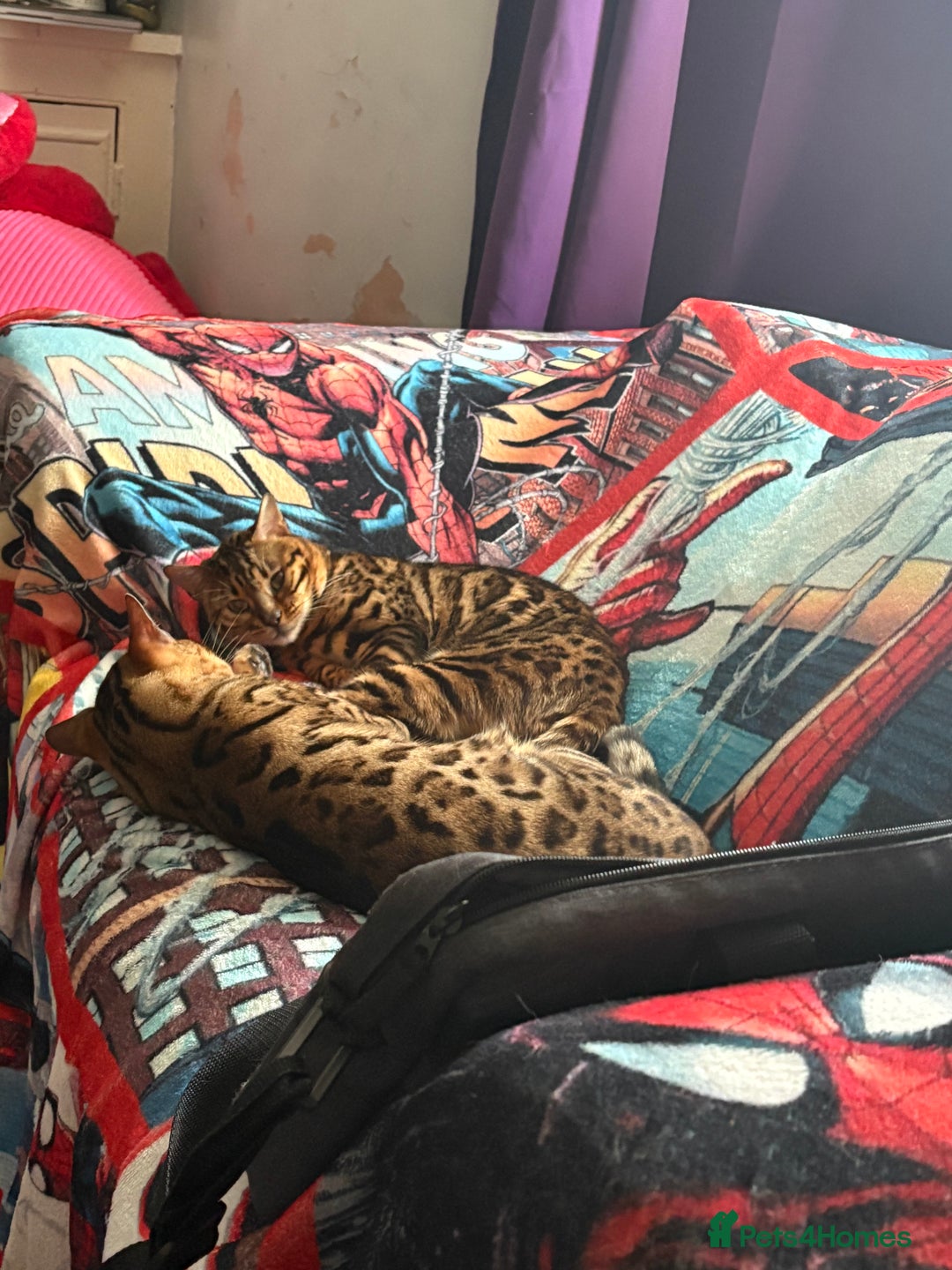Bengal cats for sale: 2 cats to a loving home  - Image 1