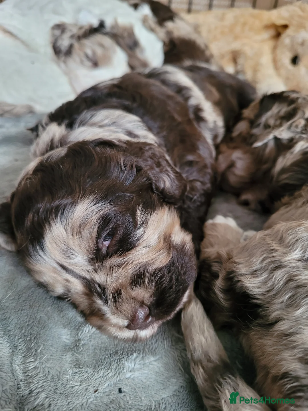 Miniature Poodle dogs for stud: Chocolate Merle Miniature Poodle for stud in Warrington - Advert 9