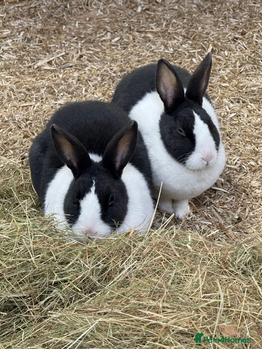 Dutch rabbits for sale: 2 female Dutch rabbits for sale - Advert 1