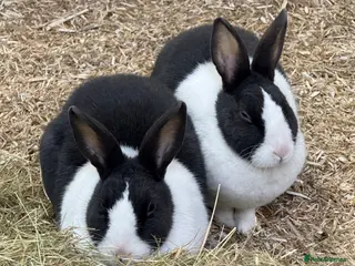 Dutch rabbits 2 female Dutch rabbits for sale - Advert 4