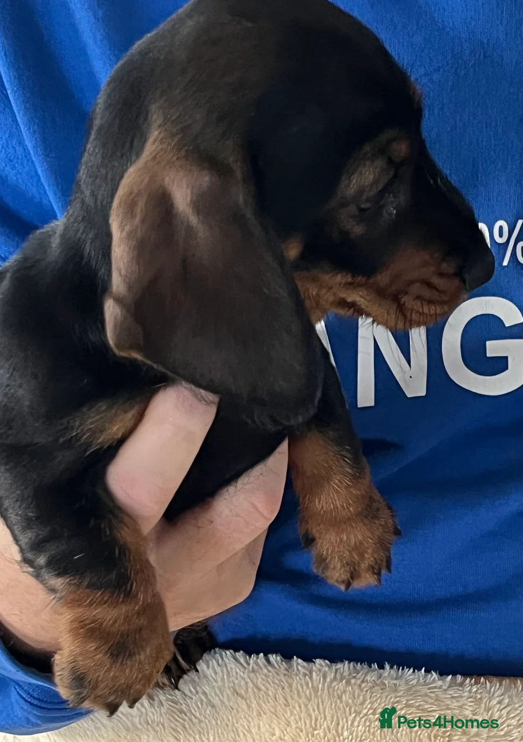 Miniature Dachshund dogs for sale: Miniature Wire/smooth (Dachshund)Pin wire in coat - Advert 5