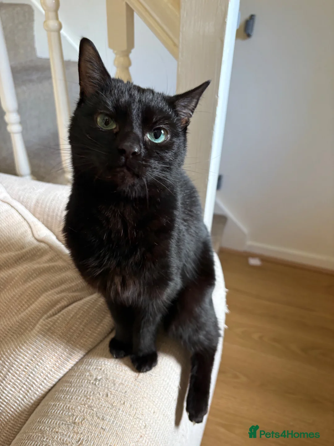 Mixed Breed cats for sale: 1 Year Old Male Cat Looking For Home in Macclesfield - Advert 2