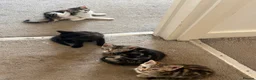Mixed Breed cats for sale: 3 girls and one black boy - Advert 6