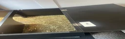 Tortoise reptiles for sale: 2025 Horsefield tortoise with full set up for sale - Advert 10