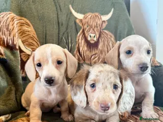 Miniature Dachshund dogs Beautiful miniature dachshunds KC fluffy carriers - Advert 15