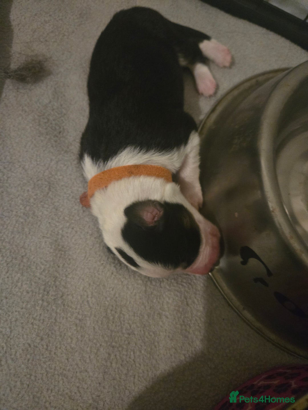 Border Collie dogs for sale: 11 beautiful bored collie puppies  - Image 4