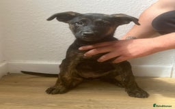 German Shepherd dogs for sale: Female King Dutch shepherd  - Image 3