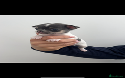 Chihuahua dogs for sale: 🐾LAST  BLUE PARTI CHIHUAHUA GIRL🐾 - Image 10