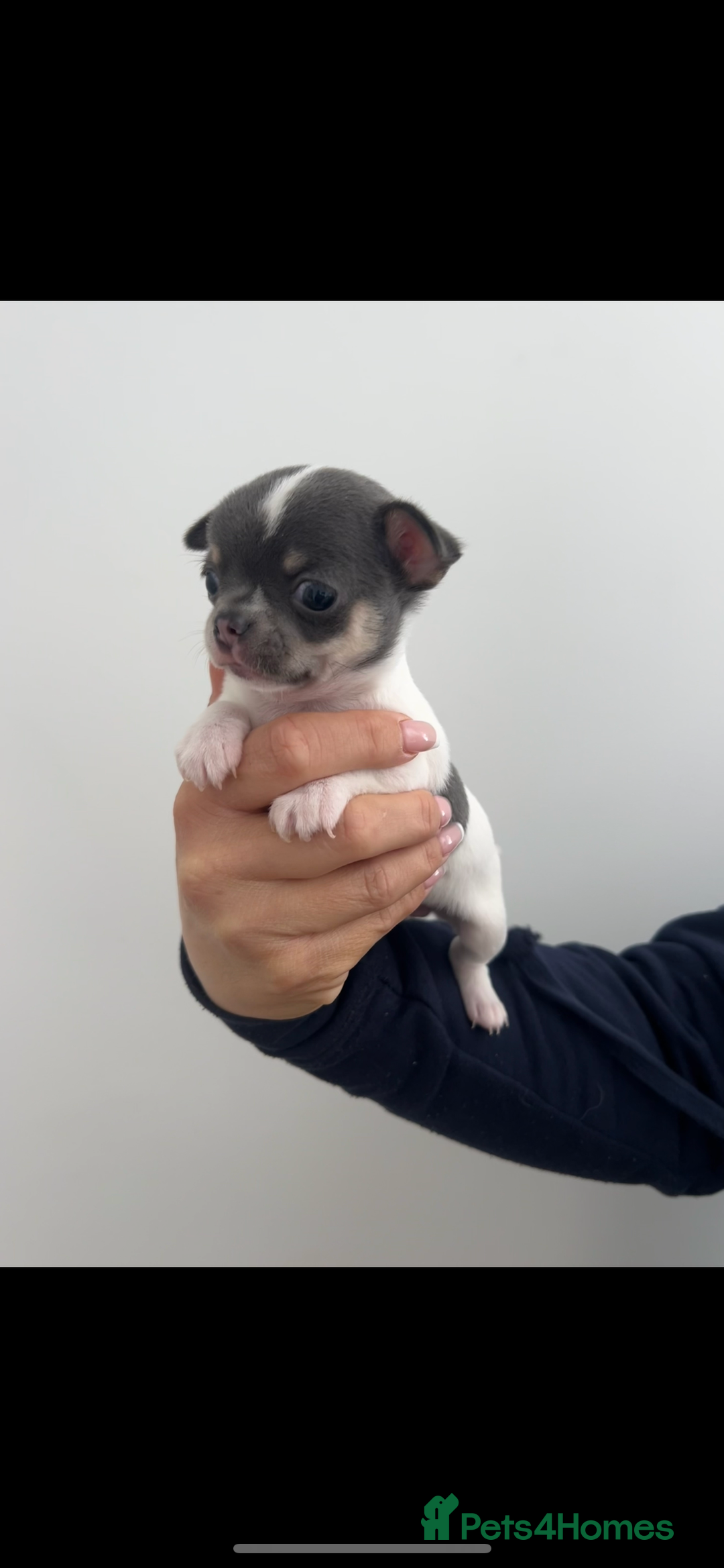 Chihuahua dogs for sale: 🐾LAST  BLUE PARTI CHIHUAHUA GIRL🐾 - Image 10