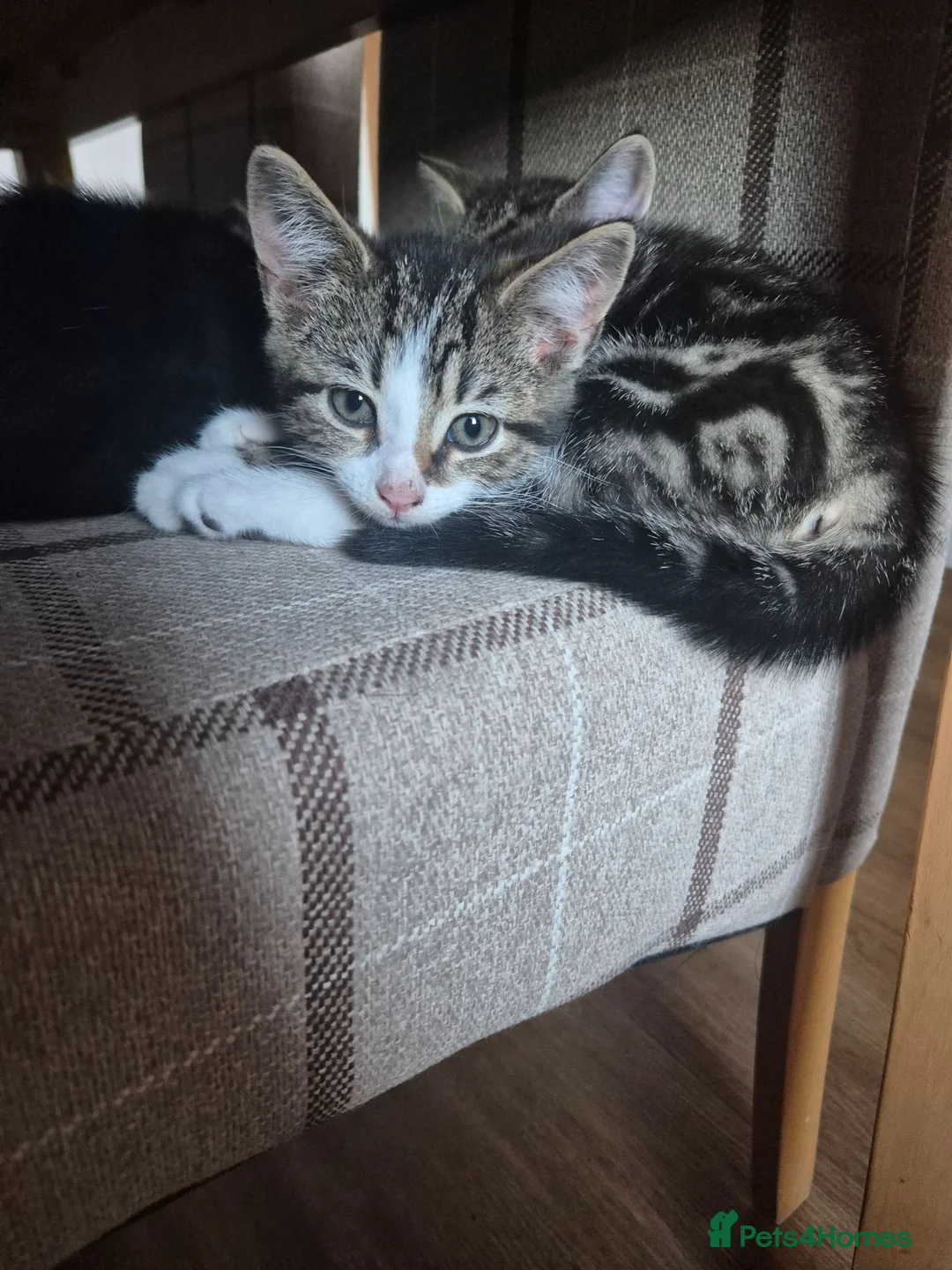 Mixed Breed cats for sale: Kittens for sale - Advert 18