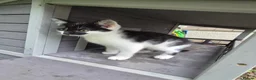 Mixed Breed cats for sale: Unique Black and White "Frosted" Bicolor kittens - Advert 13