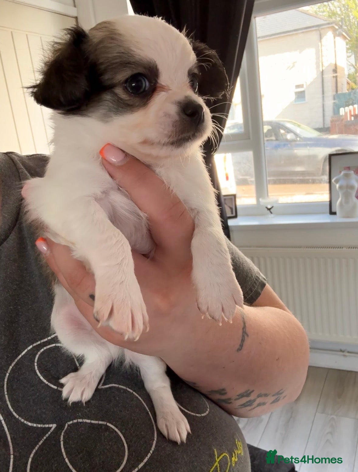 Chihuahua dogs 1 beautiful boy available  - Advert 2