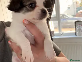 Chihuahua dogs 1 beautiful boy available - Advert 2