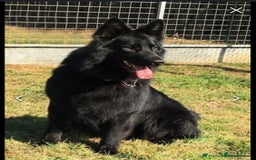 German Shepherd dogs for sale: The Three Degrees  - Image 5