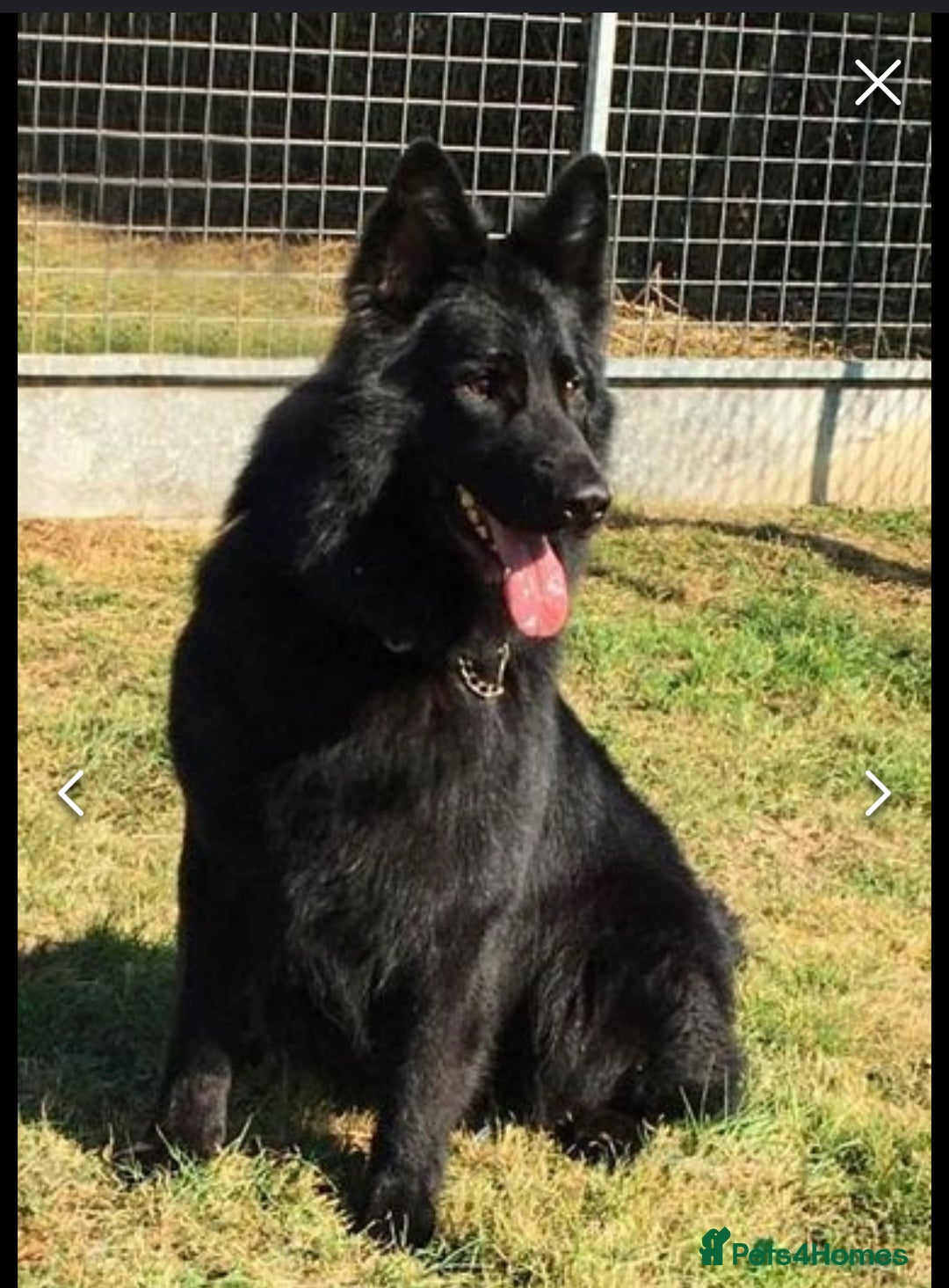 German Shepherd dogs for sale: The Three Degrees  - Image 5