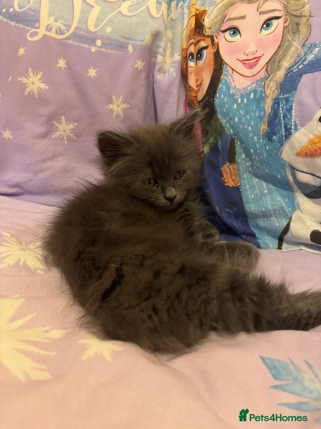 Maine Coon cats for sale: Maine coon kitten  - Advert 6