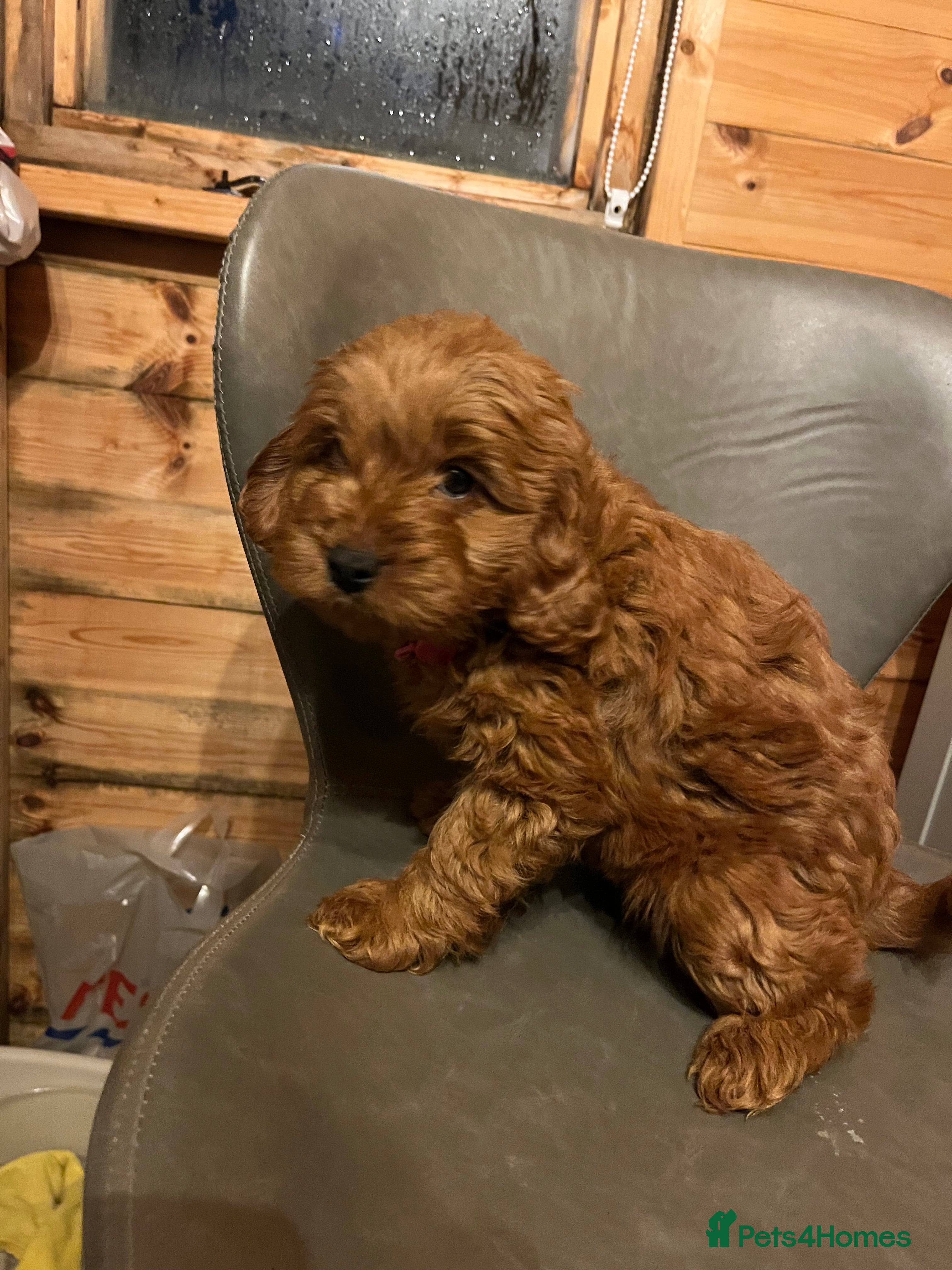 Cavapoo dogs Only one boy  left Cavapoo puppiespuppies - Advert 13