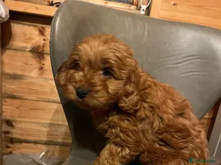 Cavapoo dogs Only one boy left Cavapoo puppiespuppies - Advert 13