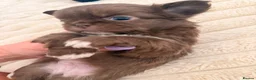 Chihuahua dogs for sale: Stunning Thai lines chocolate male  - Advert 6