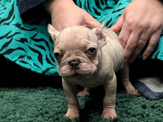 French Bulldog dogs French Bulldog puppy female lilac merle velvet - Advert 21