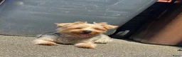Yorkshire Terrier dogs for sale: Yorkshire terrier - Advert 3