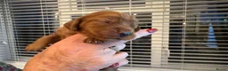 Cocker Spaniel dogs for sale: KC Registered Cocker Spaniel puppies  in Sherborne - Advert 13