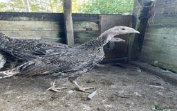 Turkeys poultry for sale: Mixed turkey poults / growers  - Image 1