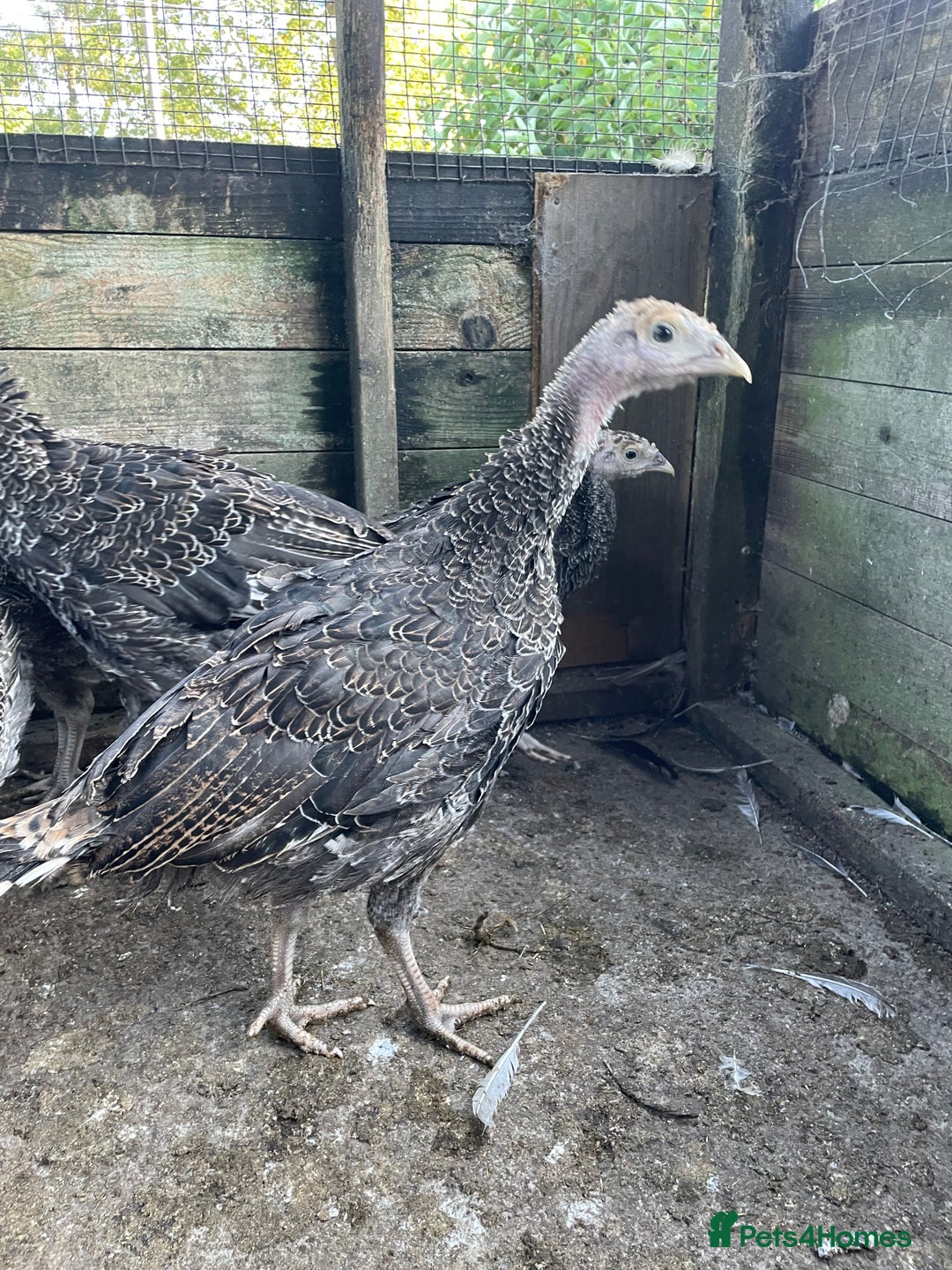 Turkeys poultry for sale: Mixed turkey poults / growers  - Image 1