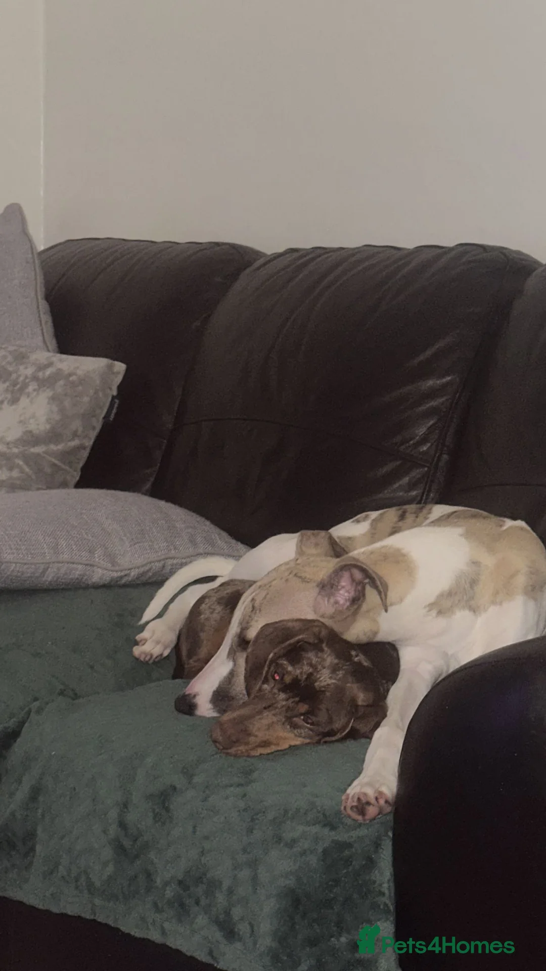 Miniature Dachshund dogs for sale: Chocolate dapple female - Advert 6