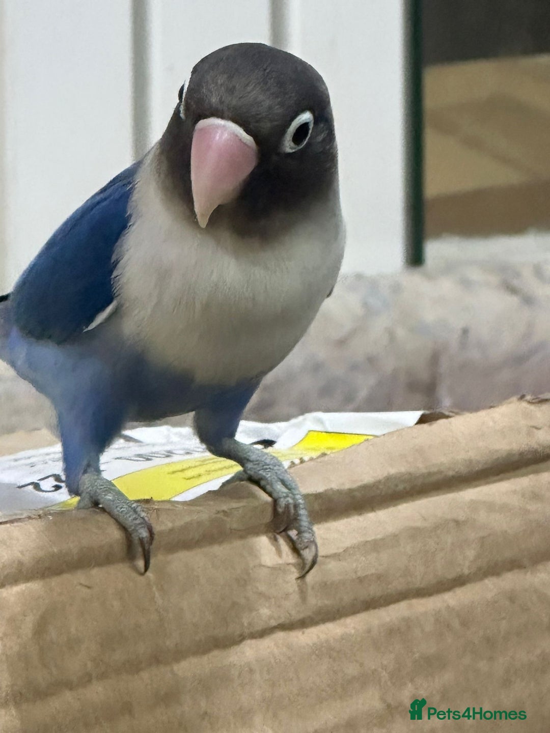 Lovebirds birds for sale: Baby hand reared Lovebird (mixed colours)  - Image 2
