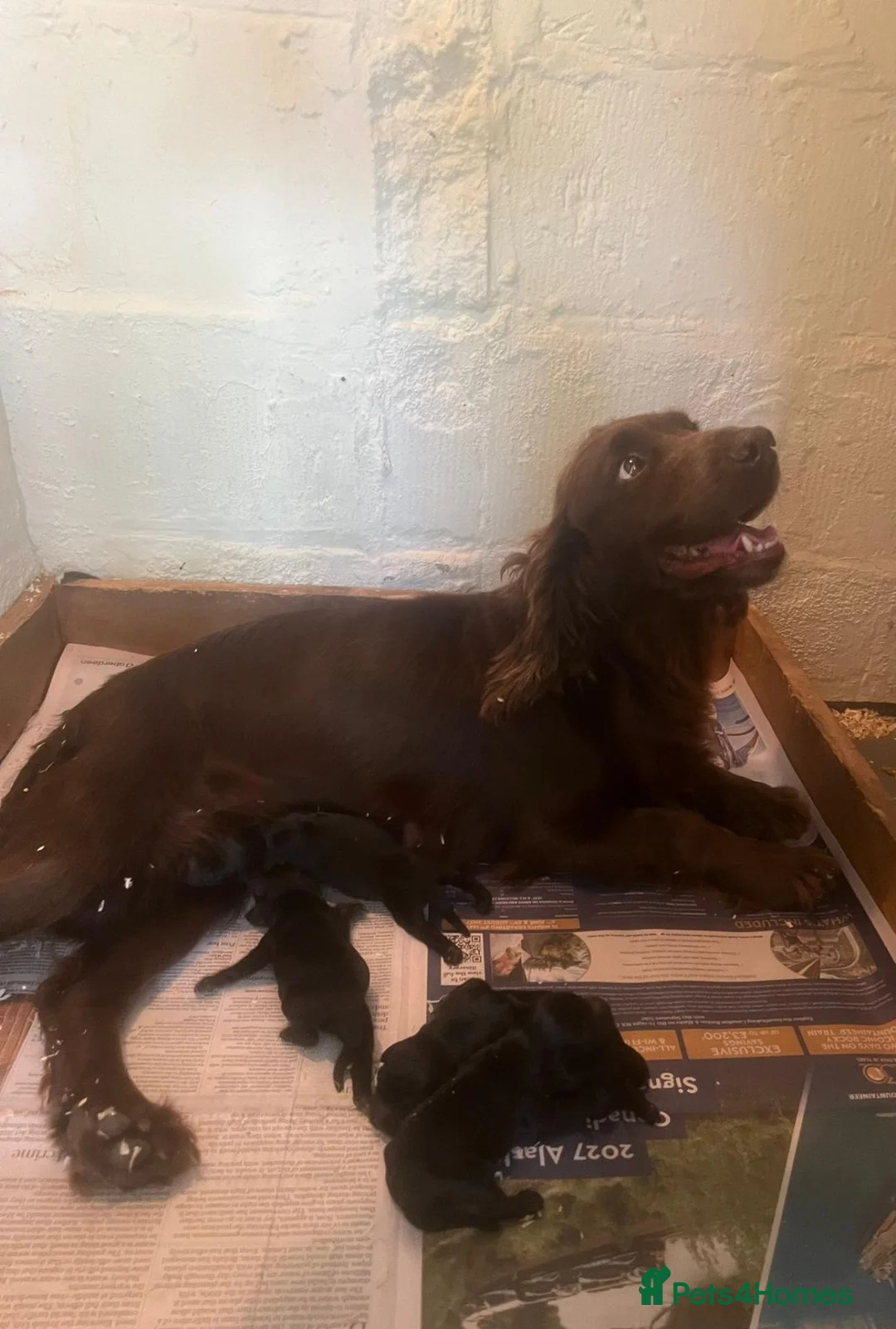 Cocker Spaniel dogs for sale: Working Cocker Spaniel Puppies-LAST ONE REMAINING - Advert 3