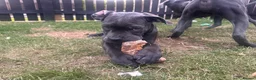 Cane Corso dogs for sale: Lilith and Bagheera looking for forever home  - Advert 2