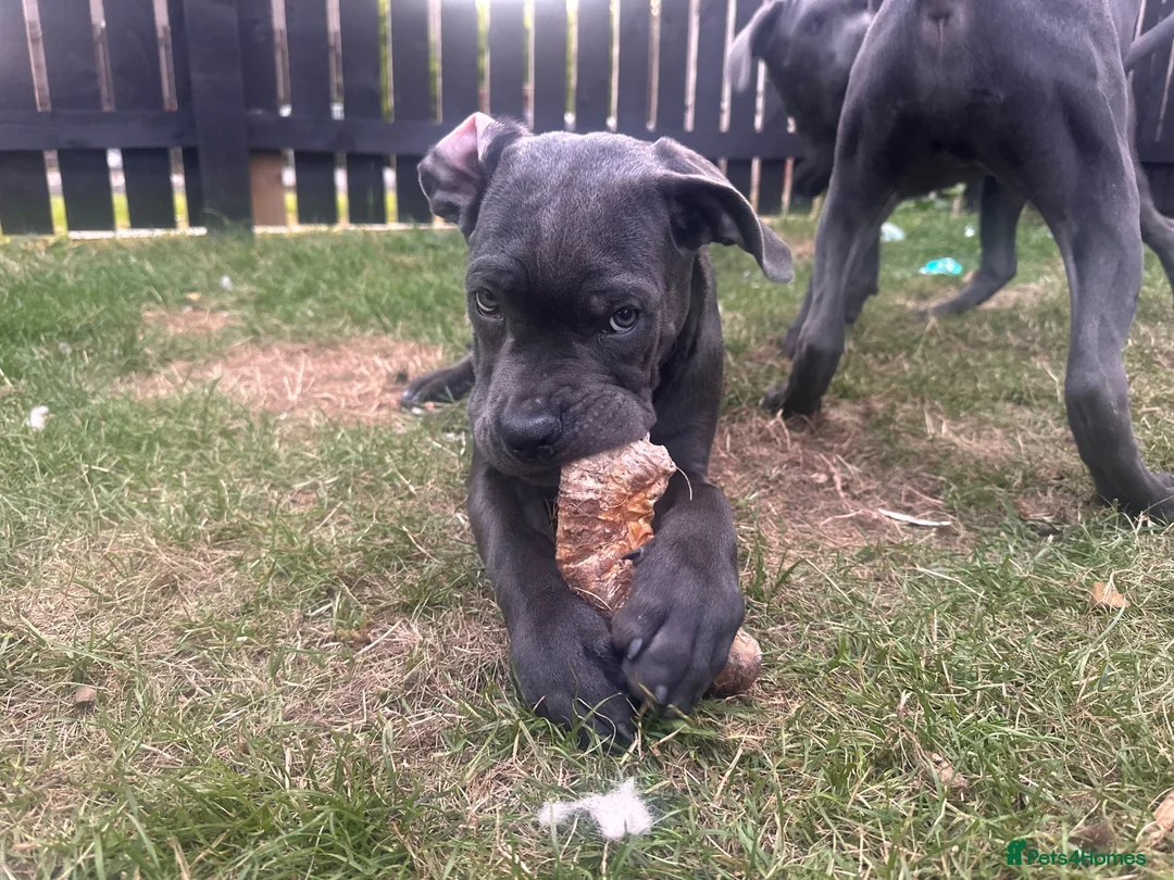 Cane Corso dogs for sale: Lilith and Bagheera looking for forever home  - Advert 2